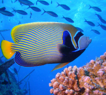 The coral reefs and colorful angel fish in Red Sea for diving activities in Mövenpick Resort & Spa in El Gouna