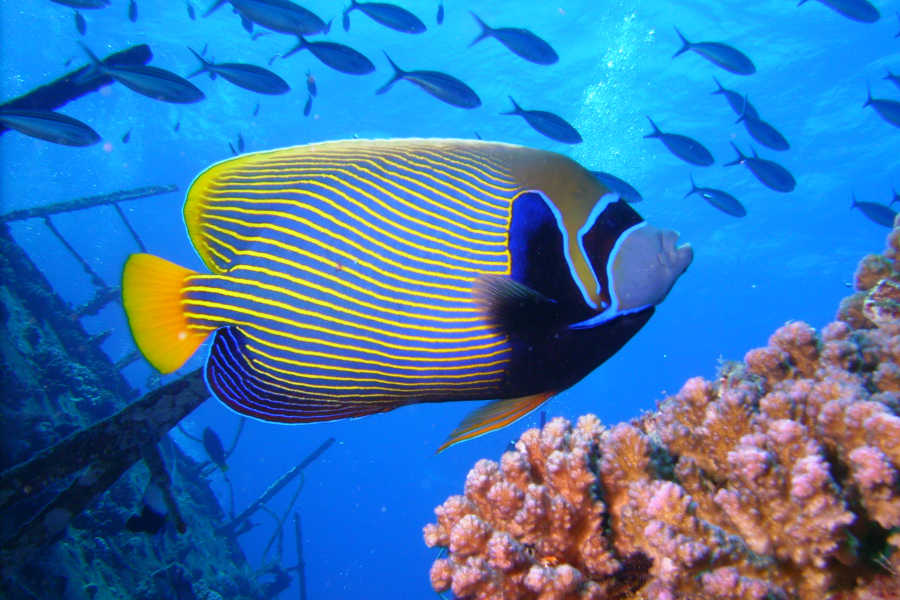 The coral reefs and colorful angel fish in Red Sea for diving activities in Mövenpick Resort & Spa in El Gouna