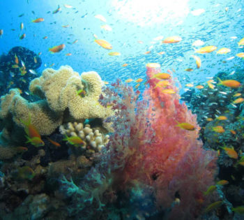 Coral reefs in Red Sea deeps by Dive Trek Diving Center in Sultan Bey El Gouna Hotel