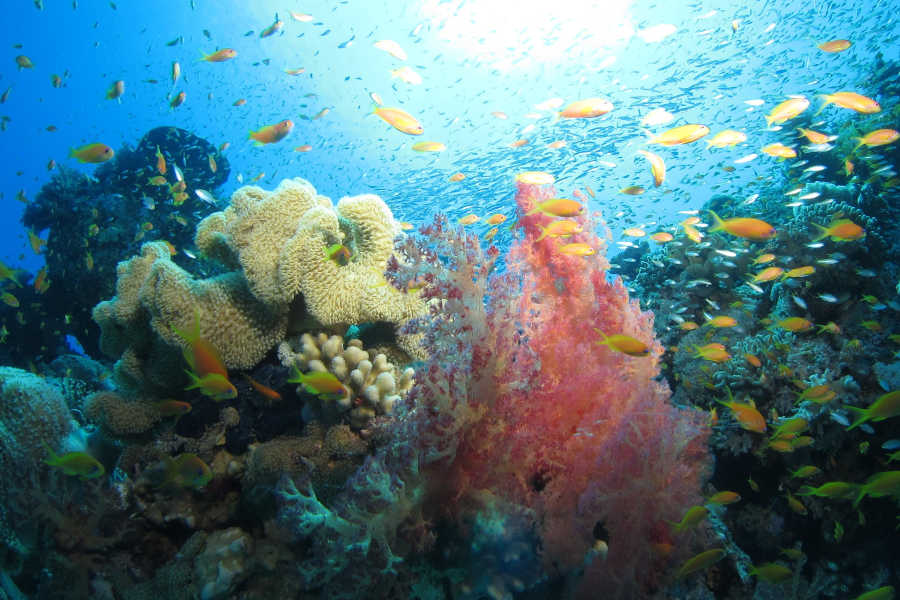 Coral reefs in Red Sea deeps by Dive Trek Diving Center in Sultan Bey El Gouna Hotel