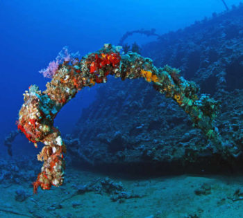 Coral reefs of Red Sea with its magical colors by Orca Diving Club in Turtles' Inn in El Gouna