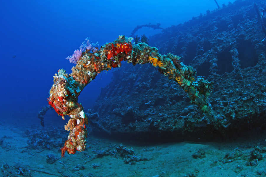 Coral reefs of Red Sea with its magical colors by Orca Diving Club in Turtles' Inn in El Gouna