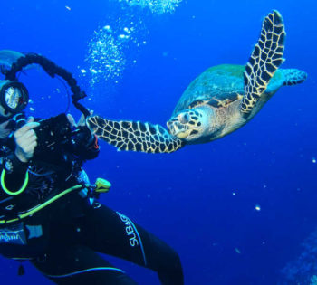 A diver with a turtle in El Gouna Red Sea