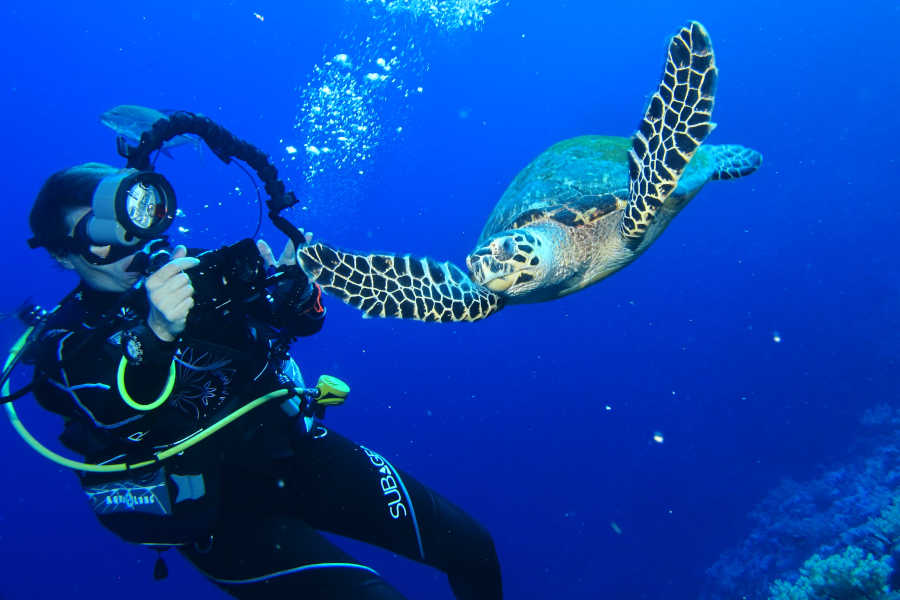 A diver with a turtle in El Gouna Red Sea
